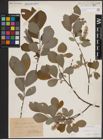 Foto von Salix cinerea L.